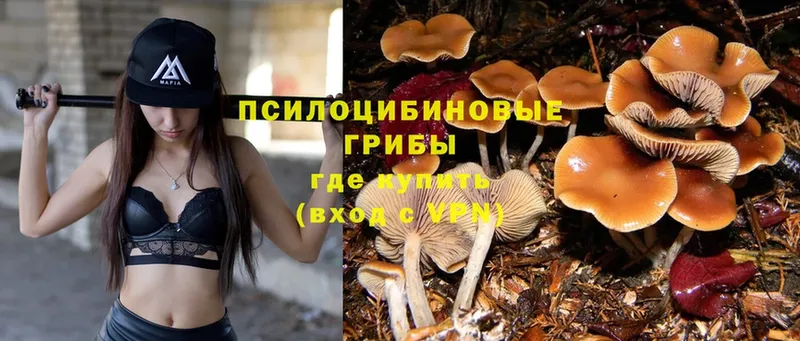 Псилоцибиновые грибы Magic Shrooms  Гусев 